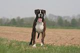 BOXER 372